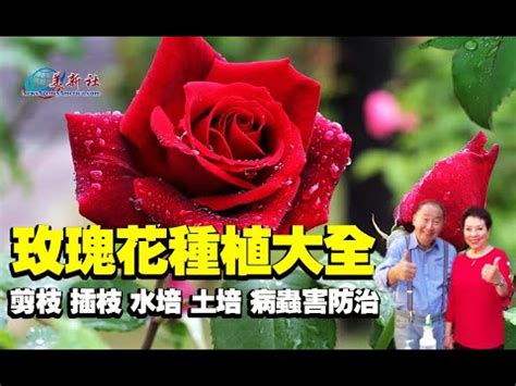 如何種玫瑰花|玫瑰花種植大全。剪枝，修枝，插枝，水培和 ...